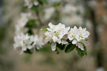 A bright white flower of an apple tree illuminated by a bright ray of spring sun