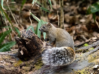 Pallas's squirrel on a log in a Japanese forest 6