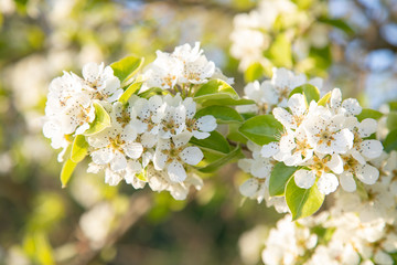 Kirschblüte im Frühling