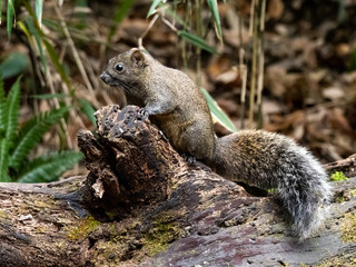 Pallas's squirrel on a log in a Japanese forest 7