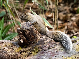 Pallas's squirrel on a log in a Japanese forest 9