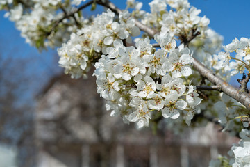 Close-up cherry branch. White flowers on a blue background.