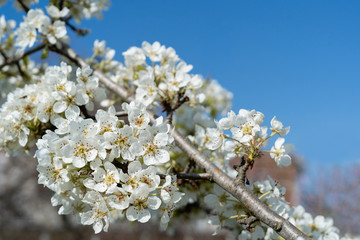 White flowers on a blue background of clear sky.