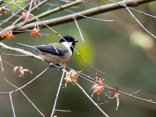 Japanese tit in a bare winter tree 3