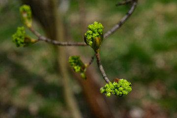buds of a tree