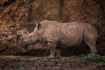 Obraz premium rinoceronte en Cabárceno
