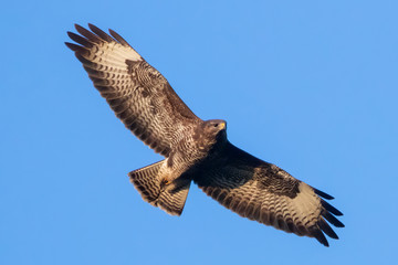 Side view Portrait of Buteo with spread wings flying on blue sky in germany