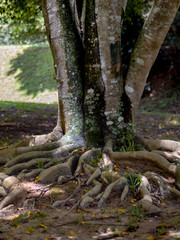 Base of tree trunk with large roots, Petropolis, Rio de Janeiro, Brazil