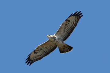 Side view Portrait of Buteo with spread wings flying on blue sky in germany