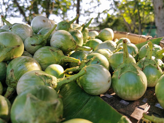 Thai Eggplant, Yellow berried nightshade, Solanum virginianum put together stacks