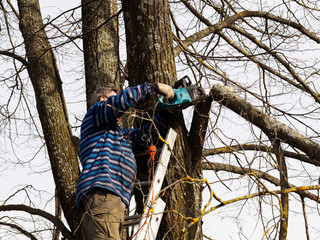 A man on a metal ladder sawing a branch of a linden tree with an electric saw. Garden cleaning concept