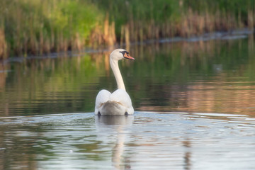 Naklejka na ściany i meble Mute swan floating in river in morning sunlight. Side view.
