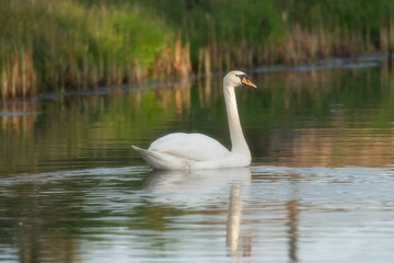 Mute swan floating in river in morning sunlight. Side view.