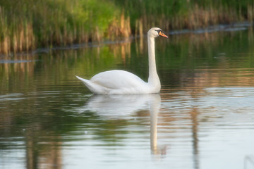Mute swan floating in river in morning sunlight. Side view.