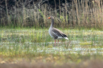 Greylag goose in grassy wetland at dawn.