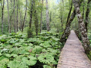 Einsamer Pfad in einem der letzten Urwälder Europas