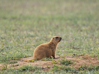 The Groundhog sits beautifully at sunset and looks into the distance