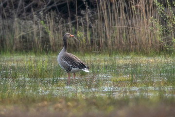 Greylag goose in grassy wetland at dawn.
