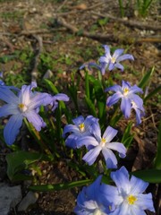Fototapeta premium Closeup of purple shining blossoms of the Lucile's glory-of-the-snow with its bright green leafs in the shadow of the evening hours