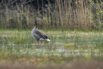 Greylag goose in grassy wetland at dawn.