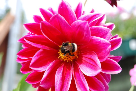 Bumble Bee collecting pollen from red dahlia flower