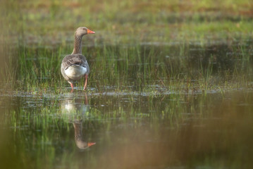 Greylag goose in grassy wetland at dawn.