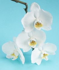 delicate white orchid flowers on a blue background