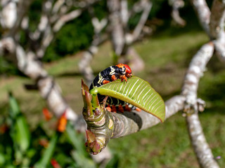 Moth caterpillar feeding on green leaves, Areal, Rio de Janeiro, Brazil