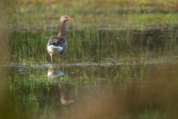 Greylag goose in grassy wetland at dawn.