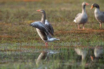 Greylag goose spreading wings in grassy wetland.