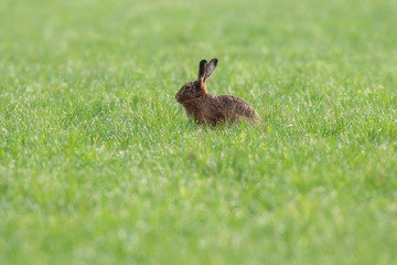 Hare in fresh meadow during early spring.