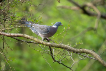 Common wood pigeon on branch in fresh spring woodland.