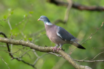 Common wood pigeon on branch in fresh spring woodland.