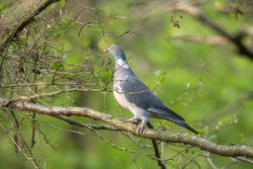 Common wood pigeon on branch in fresh spring woodland.