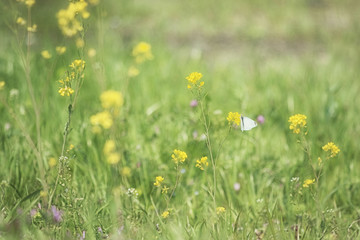 菜の花とモンシロチョウ