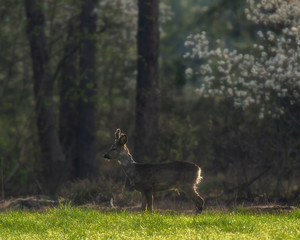 Roebuck in fresh meadow at forest edge.