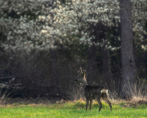 Alert roebuck in fresh meadow at blooming forest edge. Looking aside.