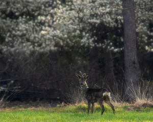Alert roebuck in fresh meadow at blooming forest edge. Looking towards camera.