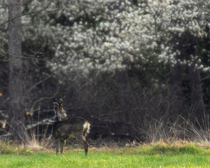 Alert roebuck in fresh meadow at blooming forest edge. Looking aside.