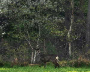 Young roebuck in meadow looking into fresh spring forest.