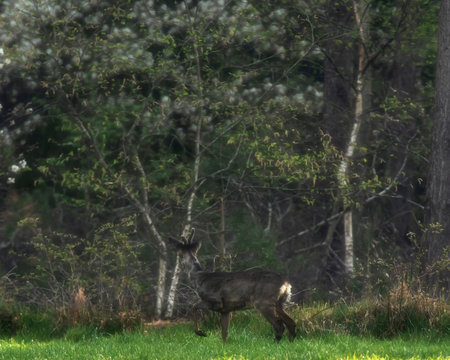 Young roebuck in meadow looking into fresh spring forest. © ysbrandcosijn