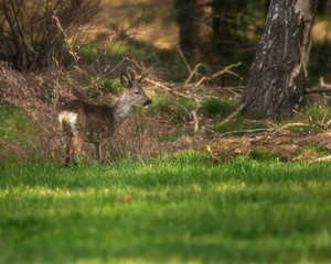 Young roebuck in sunny forest meadow during spring.