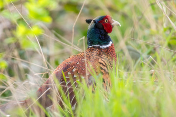 Close-up of male pheasant between fresh grass during spring.