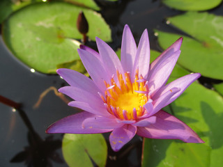 purple water lily