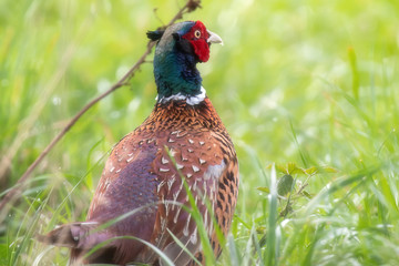 Close-up of male pheasant between fresh grass during spring.