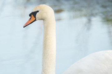 Obraz premium Close-up portrait of mute swan in water.