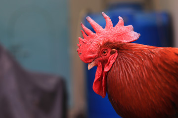 A close-up of a red rooster's head and neck