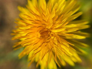 Микро фото цветка, куль баба 