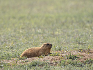 the Groundhog is lying near the burrow