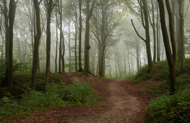 Obraz premium Las, przyroda, puszcza